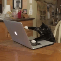 cat-typing-image